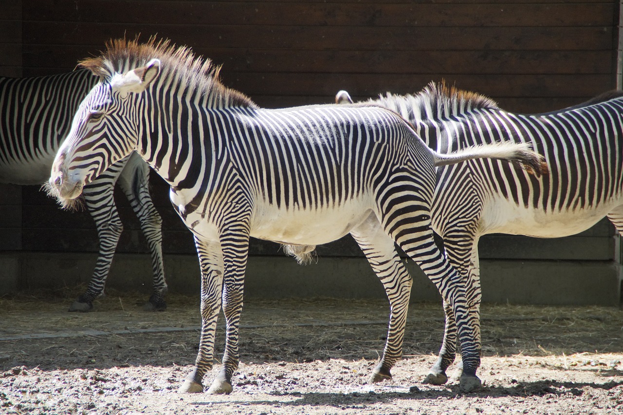 Zebra, Stalas, Kanopos, Perisodactyla, Balta, Juoda, Struktūra, Lygumos Zebra, Juoda Ir Balta, Modelis