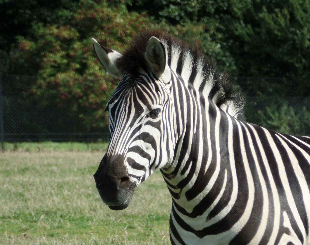 Zebra, Safari, Knuth Borg, Gyvūnai, Arklys, Žiurkė, Paddock, Nemokamos Nuotraukos,  Nemokama Licenzija