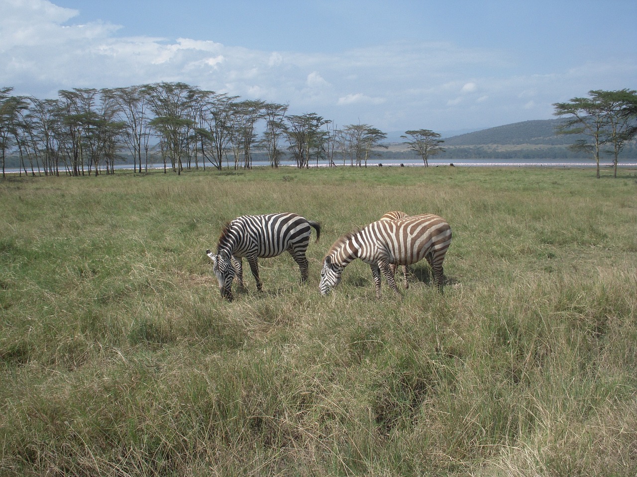 Zebra, Gyvūnas, Laukinė Gamta, Gamta, Kraštovaizdis, Lauke, Kaimas, Nemokamos Nuotraukos,  Nemokama Licenzija