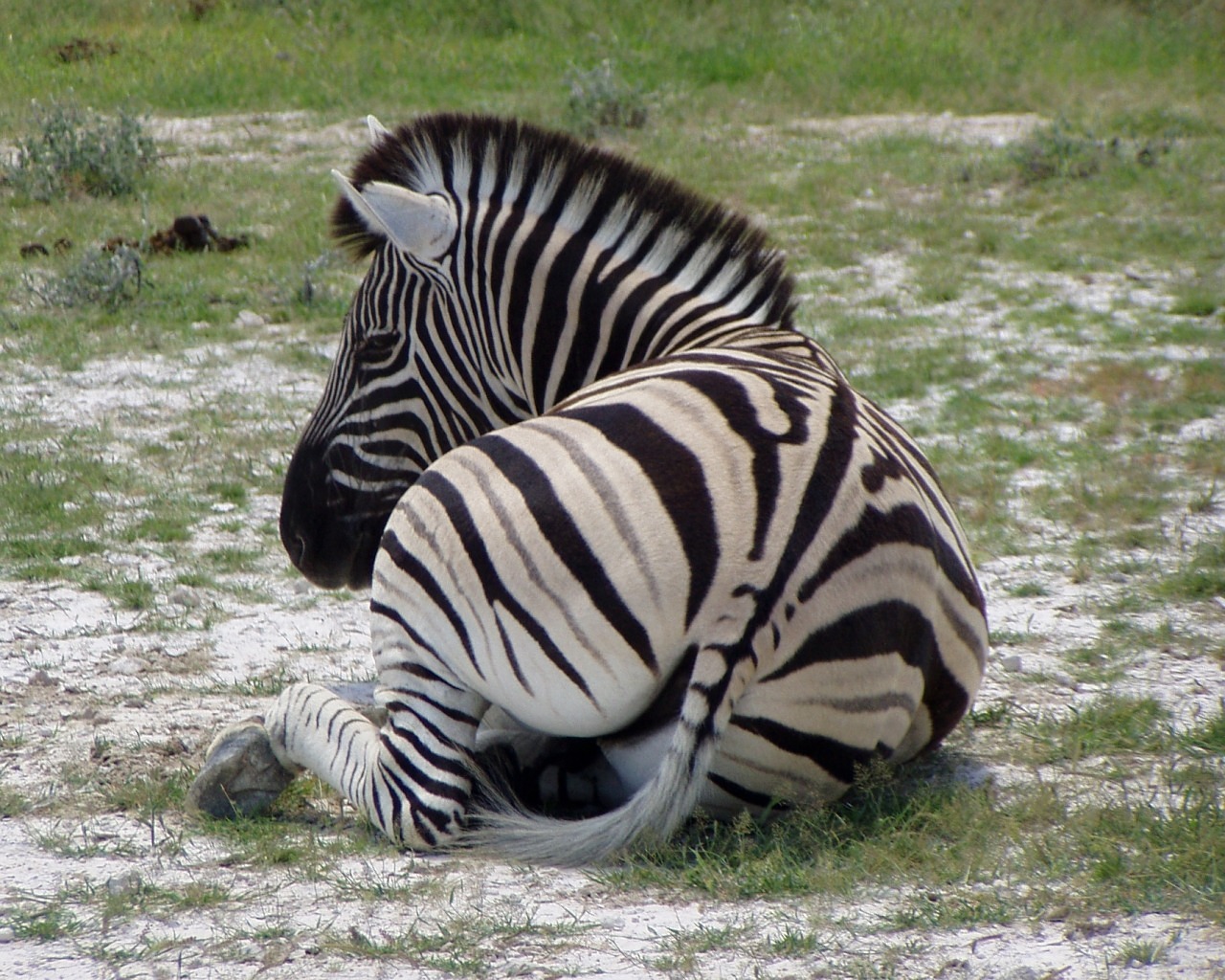 Zebra, Juodos Ir Baltos Juostelės, Afrika, Namibija, Laukiniai, Nemokamos Nuotraukos,  Nemokama Licenzija
