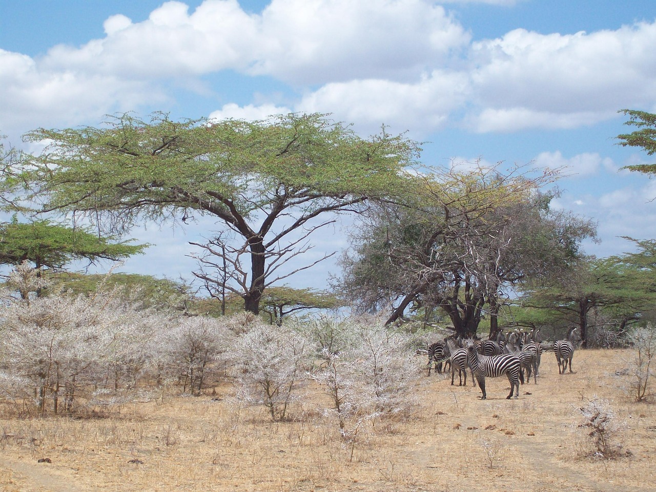 Zebra, Afrika, Savana, Nemokamos Nuotraukos,  Nemokama Licenzija