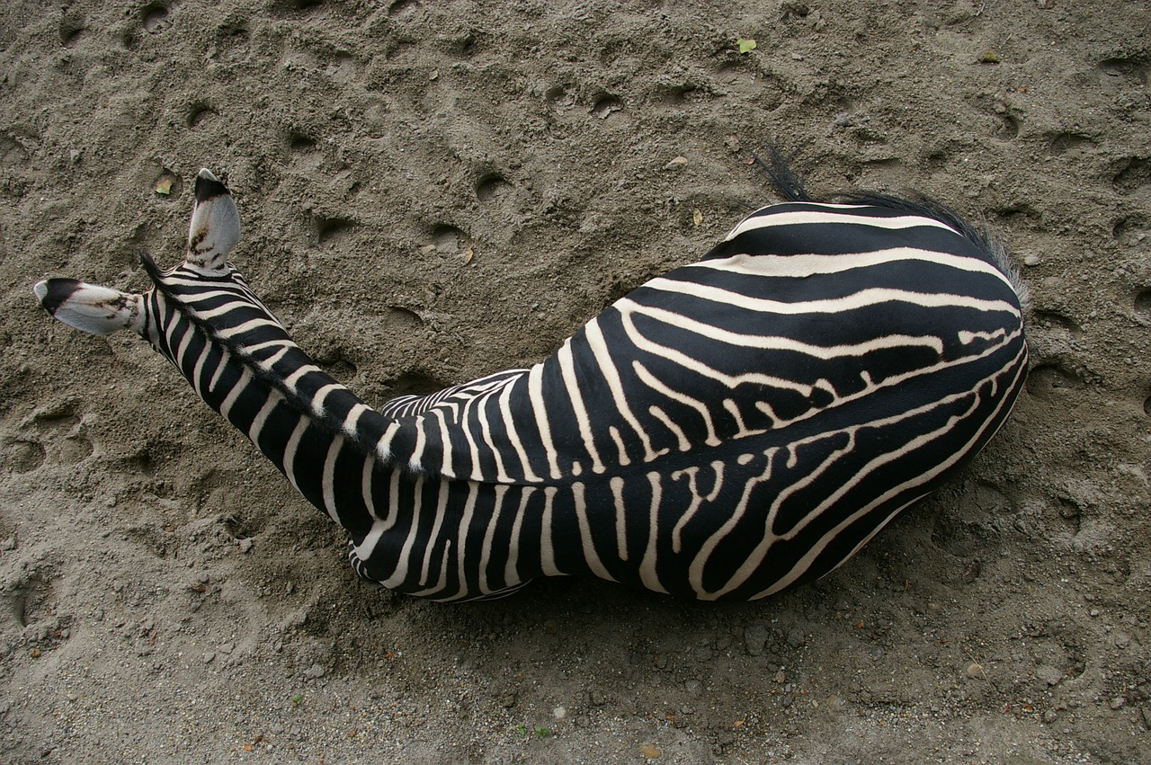 Zebra, Zoologijos Sodas, Budapest, Nemokamos Nuotraukos,  Nemokama Licenzija