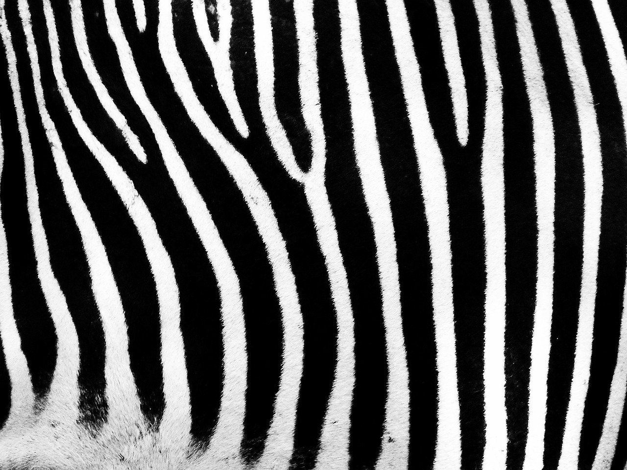 Zebra, Juostelės, Baras, Juoda, Balta, Nemokamos Nuotraukos,  Nemokama Licenzija