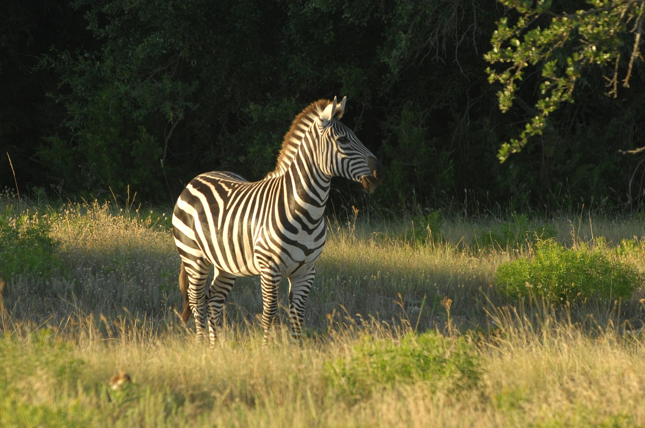 Zebra, Gyvūnas, Laukinė Gamta, Gamta, Afrika, Safari, Juostelės, Nemokamos Nuotraukos,  Nemokama Licenzija