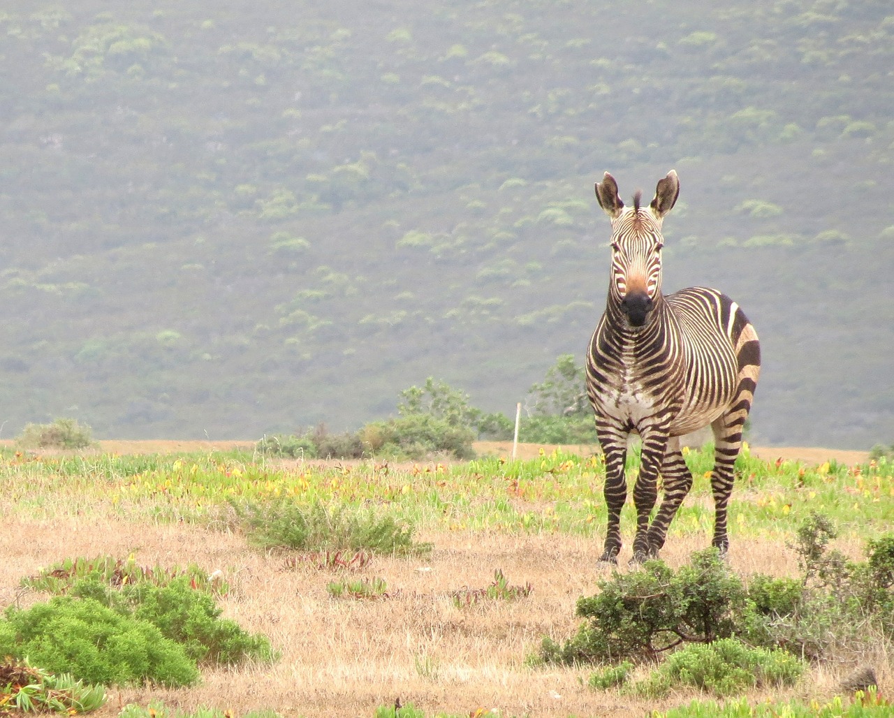 Zebra, Žinduolis, Į Pietus, Afrika, Laukinė Gamta, Gamta, Parkas, Gyvūnas, Afrikos, Juostelės