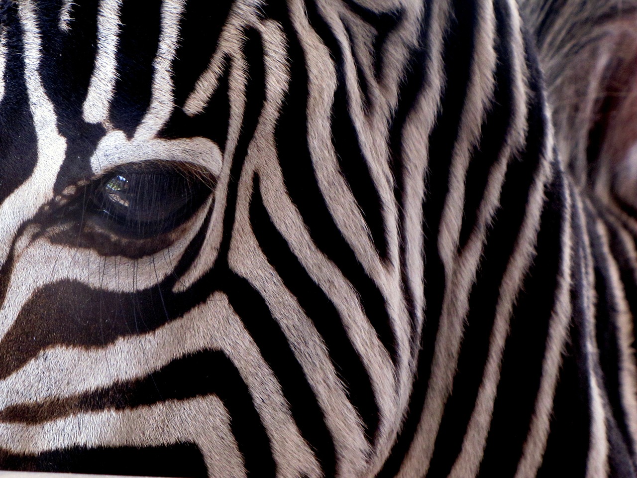 Zebra, Juostelės, Žinduolis, Gyvūnas, Afrikos, Afrika, Dryžuotas, Egzotiškas, Galva, Veidas