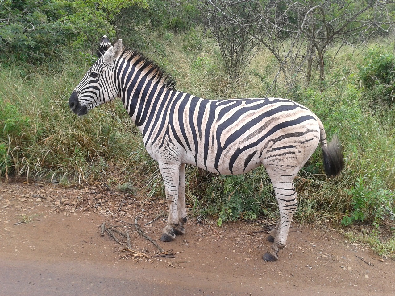 Zebra, Gyvūnas, Afrikos, Nemokamos Nuotraukos,  Nemokama Licenzija