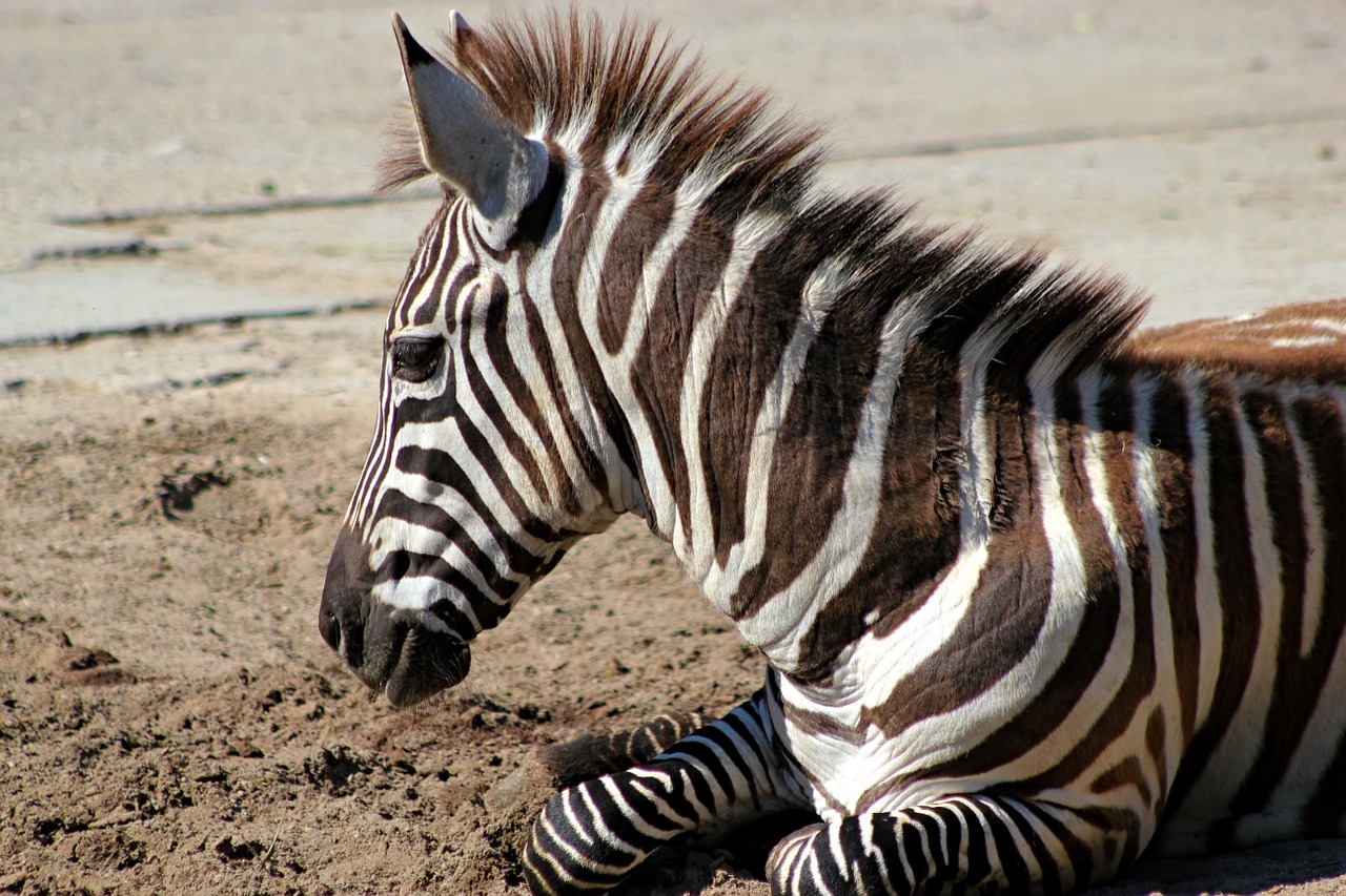 Zebra, Juostelės, Gyvūnas, Galva, Nemokamos Nuotraukos,  Nemokama Licenzija