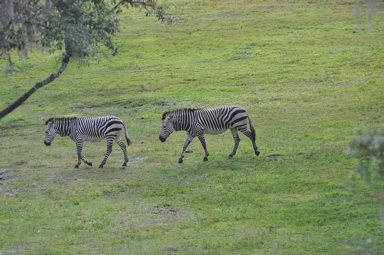 Zebra, Savana, Gyvūnas, Nemokamos Nuotraukos,  Nemokama Licenzija