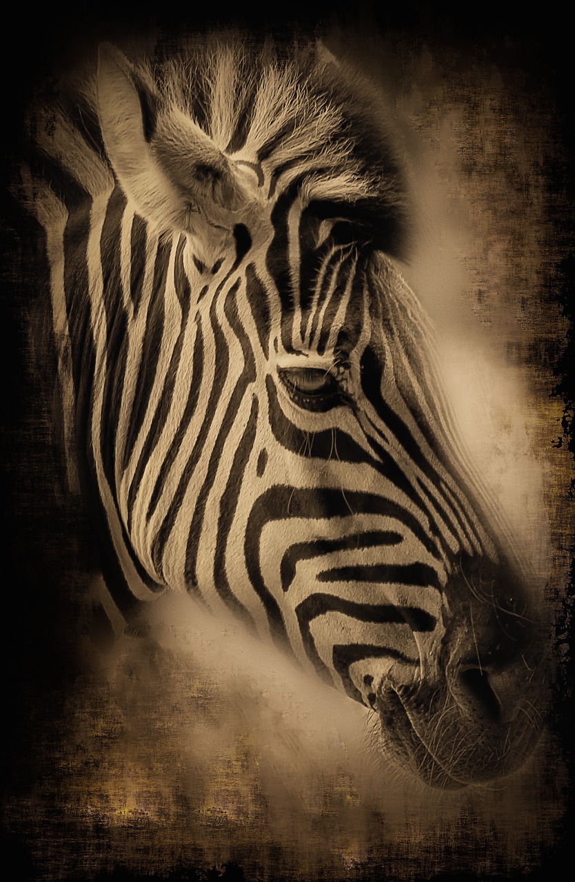 Zebra, Afrika, Juostelės, Arklys, Safari, Laukiniai, Namibija, Gyvūnai, Gyvūnų Pasaulis, Nacionalinis Parkas