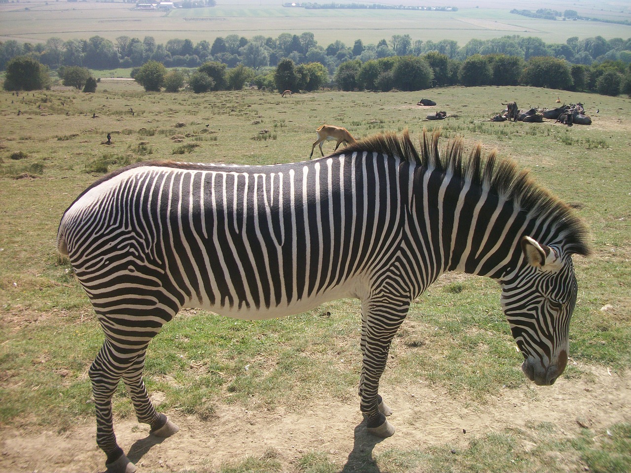 Zebra, Žinduolis, Gyvūnas, Laukinė Gamta, Safari, Afrika, Afrikos, Dryžuotas, Juoda, Balta