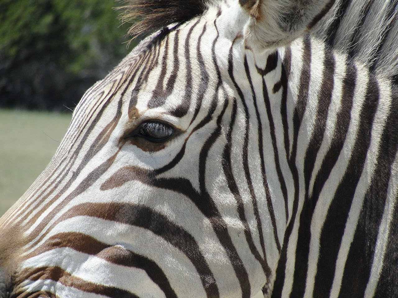 Zebra, Gyvūnas, Afrika, Laukinė Gamta, Modelis, Spausdinti, Juostelės, Nemokamos Nuotraukos,  Nemokama Licenzija