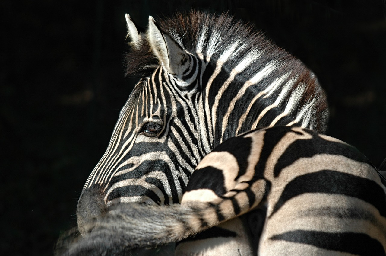 Zebra,  Juostelės,  Gyvūnas,  Atrajotojas,  Mane, Nemokamos Nuotraukos,  Nemokama Licenzija