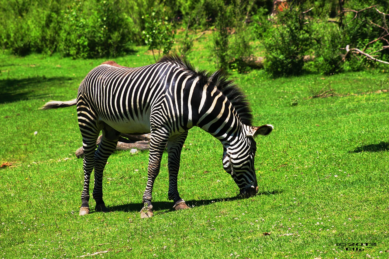 Zebra,  Juoda Balta,  Dryžuotas,  Juoda,  Zoologijos Sodas,  Laukinė Gamta,  Tekstūra,  Safari,  Juostelės,  Egzotiškas
