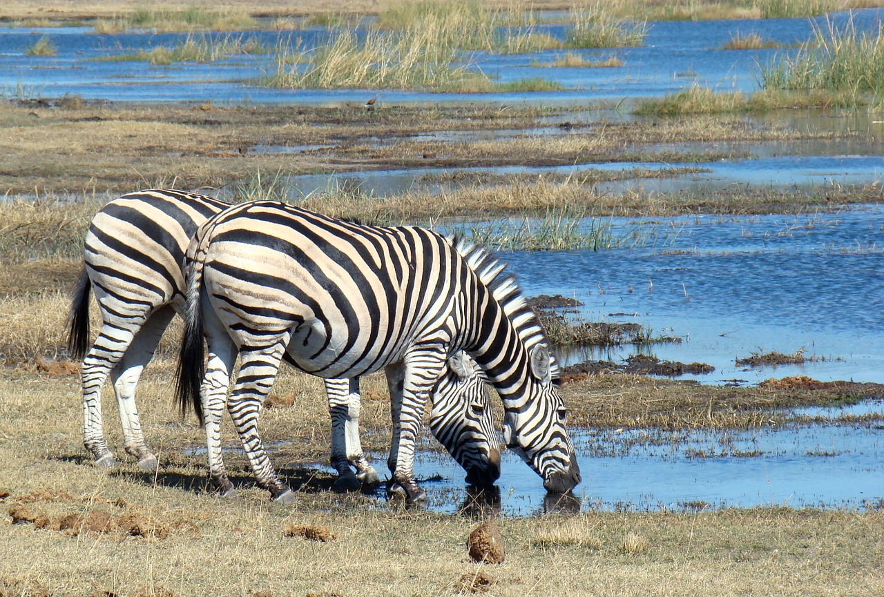 Zebra, Gyvūnas, Laukiniai, Laukinė Gamta, Safari, Afrika, Botsvana, Gerti, Nemokamos Nuotraukos,  Nemokama Licenzija