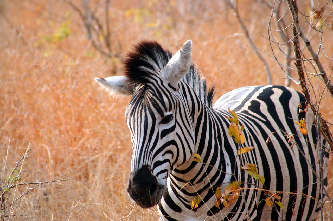 Zebra,  Afrika,  Gamta,  Gyvūnas,  Dryžuotas,  Nacionalinis Parkas, Nemokamos Nuotraukos,  Nemokama Licenzija