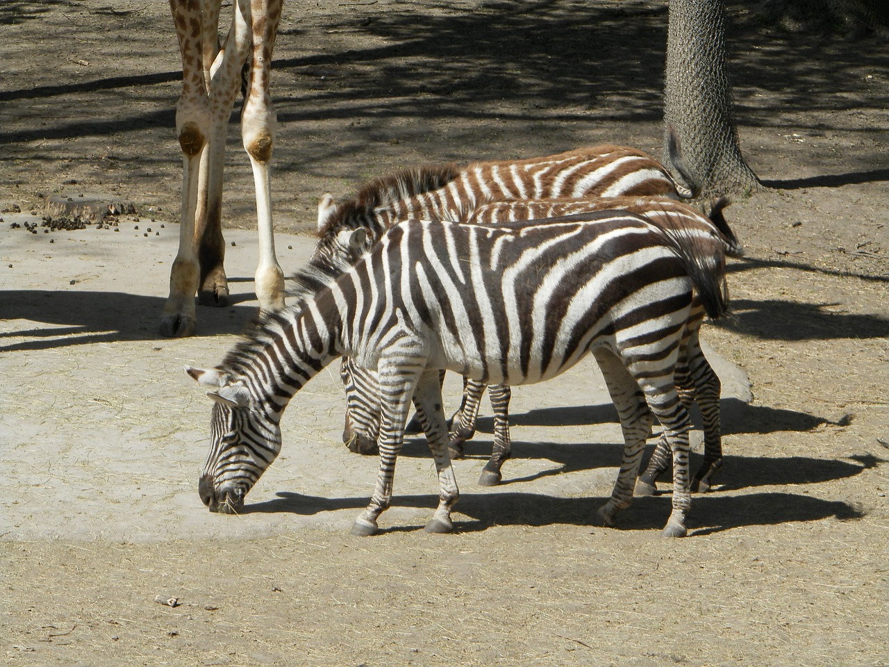 Zebra,  Gyvūnas,  Zoologijos Sodas,  Dryžuotas, Nemokamos Nuotraukos,  Nemokama Licenzija