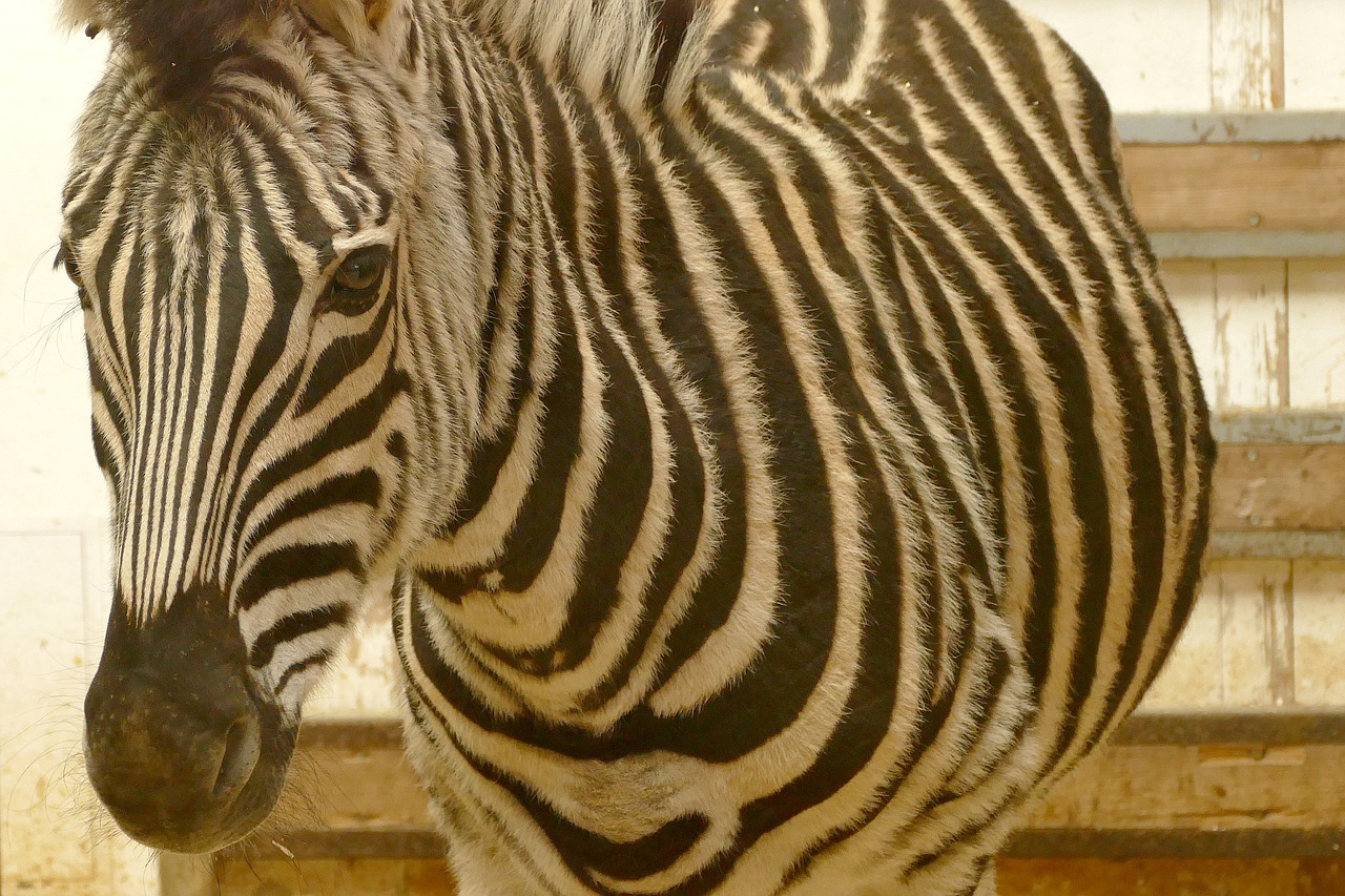 Zebra, Gyvūnai, Juoda Ir Balta, Afrika, Pėsčiųjų Perėja, Zoologijos Sodas, Gyvūnų Pasaulis, Dryžuotas, Laukinis Gyvūnas, Juodos Ir Baltos Juostelės