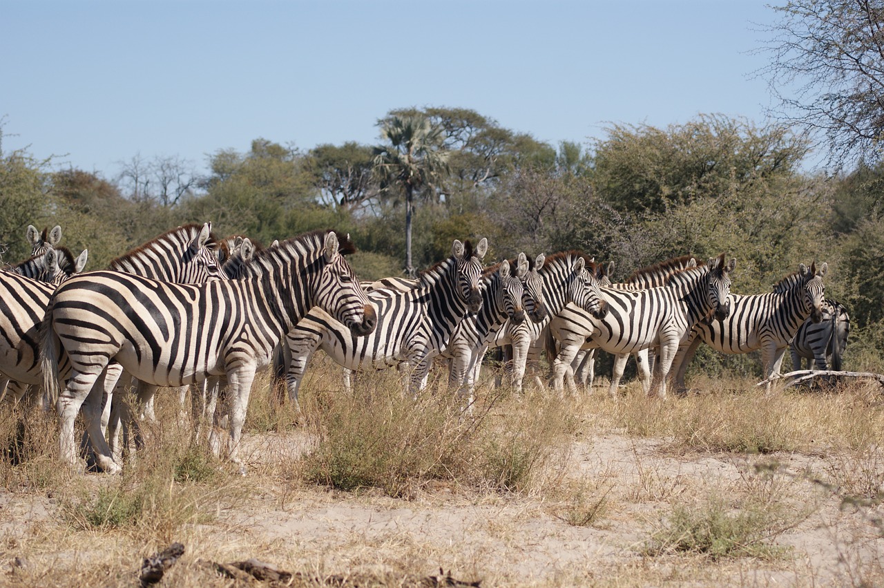 Zebra, Flock, Botsvana, Struktūra, Modelis, Lygumos Zebra, Juoda Ir Balta, Piešimas, Gyvūnai, Kanopos