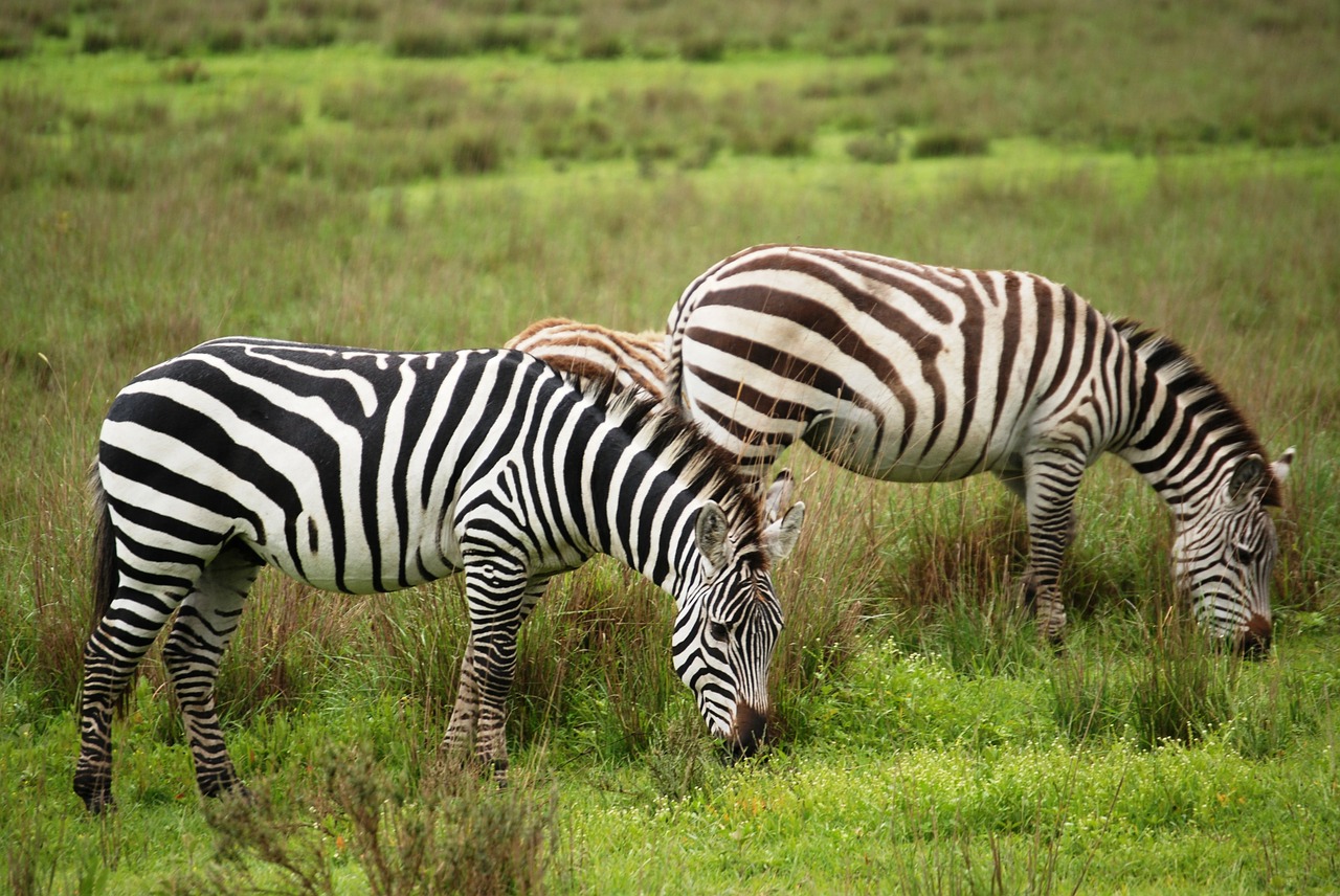 Zebra, Grupė, Gyvūnai, Žinduoliai, Bendravimas, Ganymas, Pievos, Žalias, Žolės, Laukinė Gamta