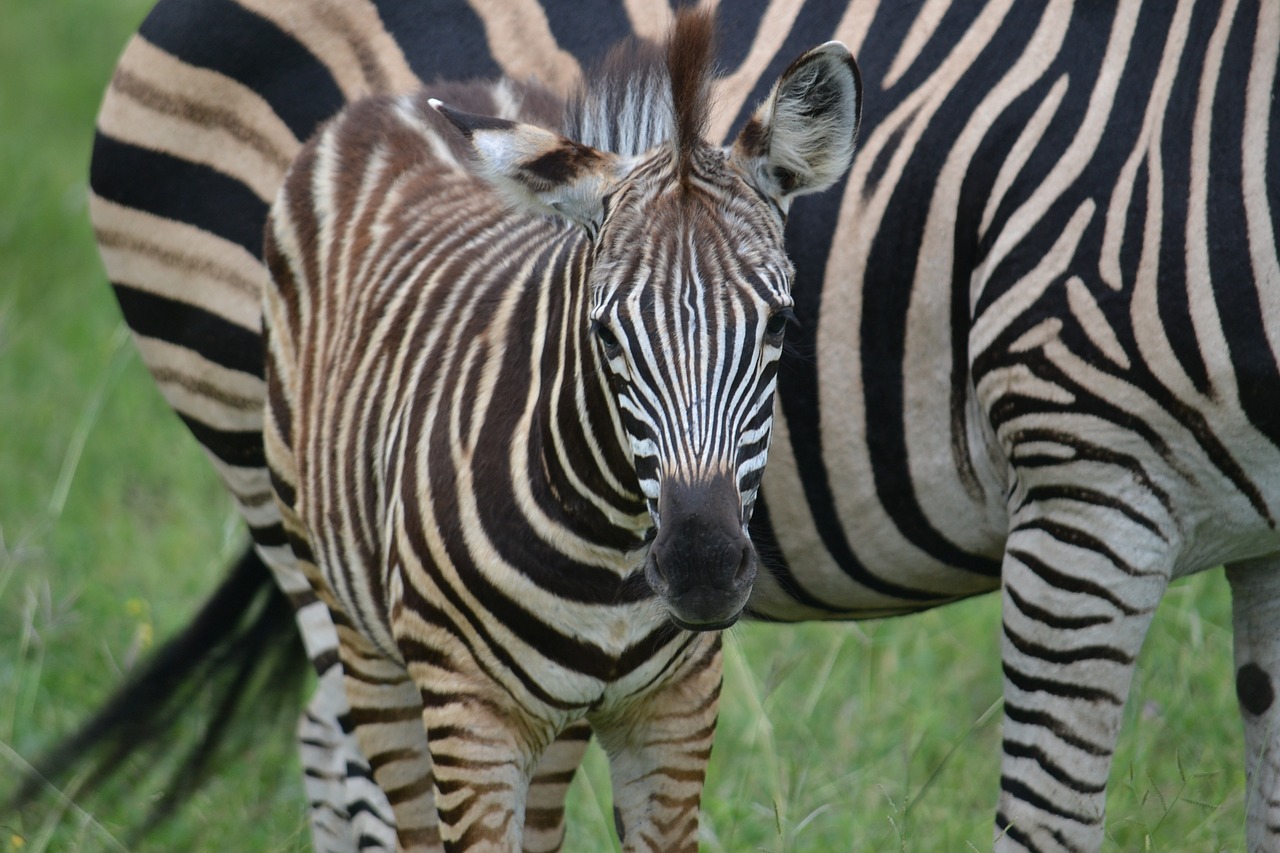 Zebra,  Kumeliukas,  Afrika,  Laukinė Gamta,  Žinduolis,  Laukiniai,  Jaunas,  Dryžuotas,  Fantastinis,  Instinktas