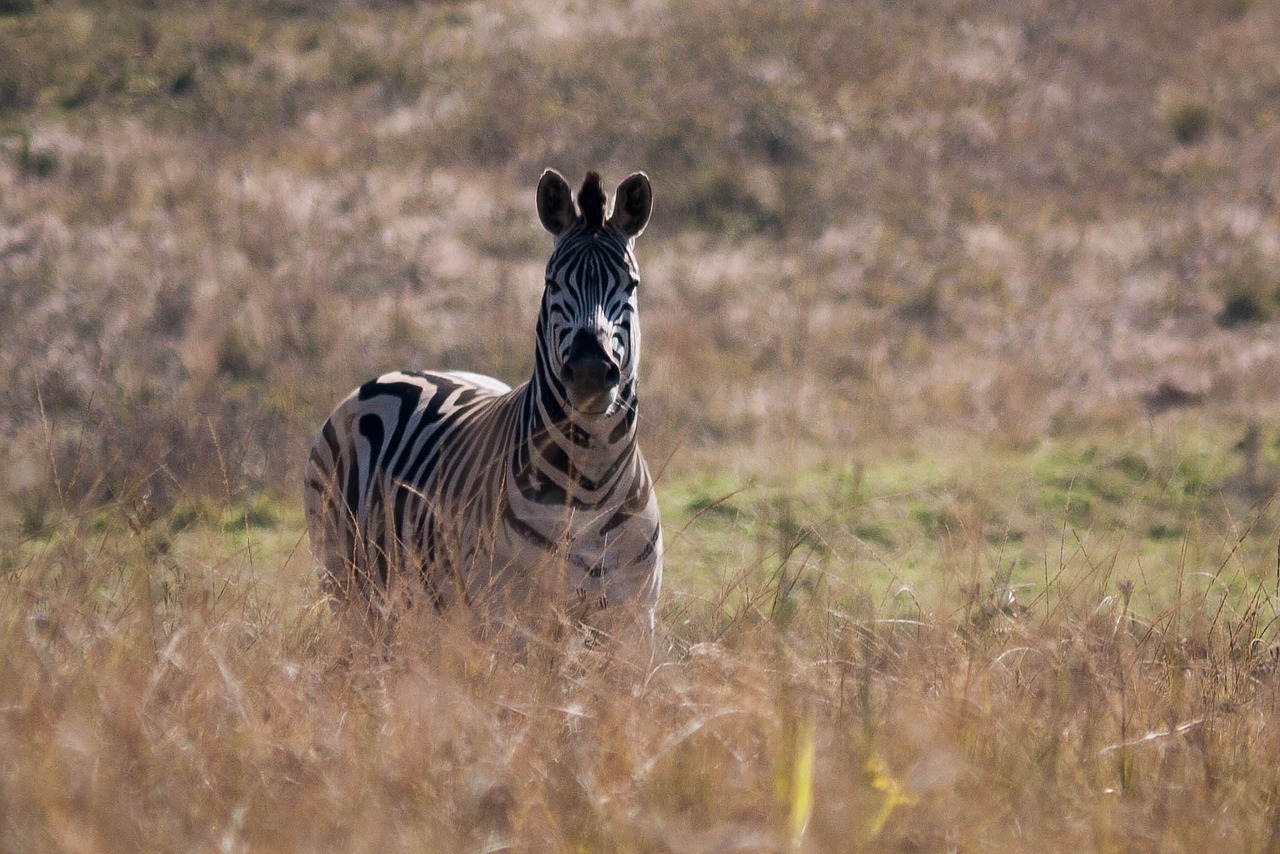 Zebra, Afrika, Laukinis Gyvenimas, Nemokamos Nuotraukos,  Nemokama Licenzija