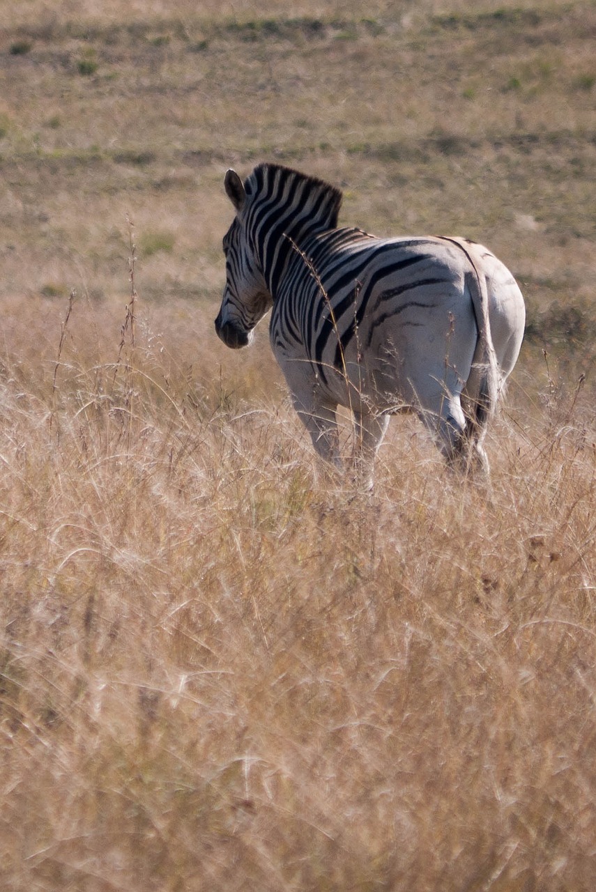 Zebra, Afrika, Laukinis Gyvenimas, Gyvūnas, Laukiniai, Gamta, Žinduolis, Juostelės, Žolė, Safari