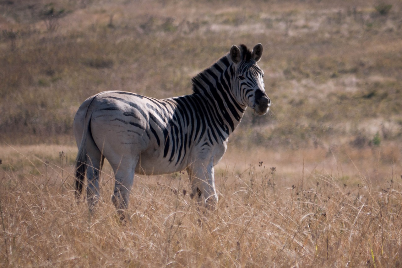 Zebra, Afrika, Gyvūnas, Laukiniai, Gamta, Laukinė Gamta, Safari, Žinduolis, Balta, Juoda