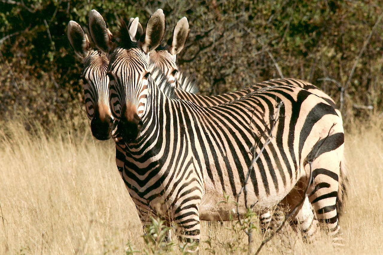Zebra, Laukinis Gyvūnas, Namibija, Afrika, Šukos, Šveitimas, Safari, Turistų Atrakcijos, Gamta, Karštas