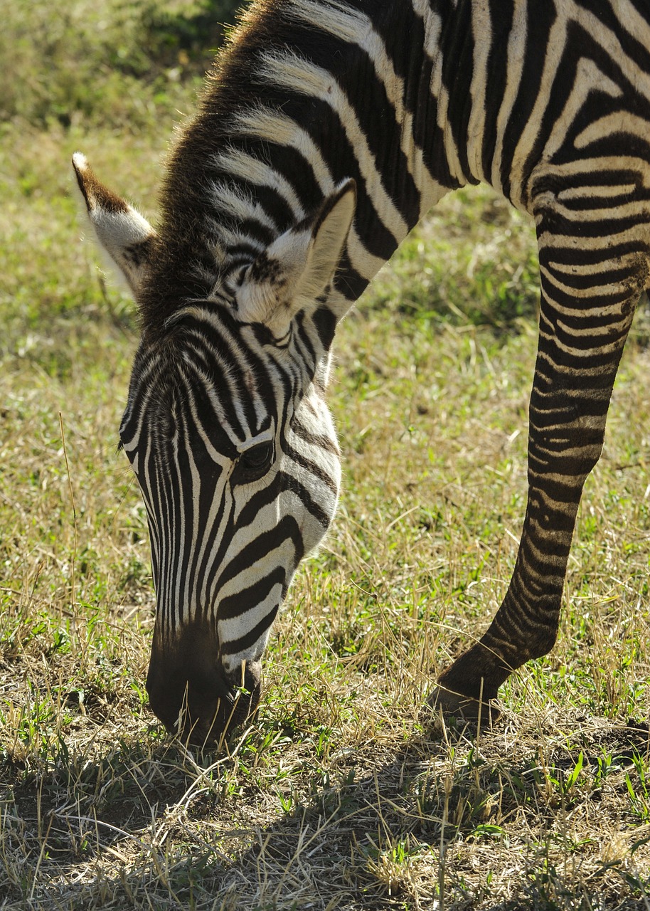 Zebra,  Ganymas,  Serengeti,  Lygumos,  Dykuma,  Laukinė Gamta,  Tanzanija,  Afrika,  Savana,  Juostelės