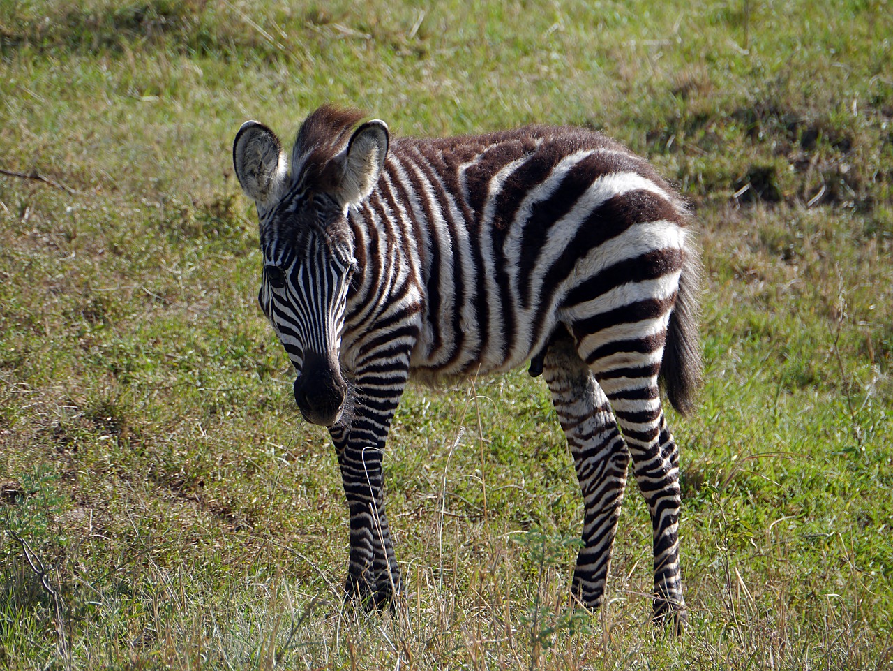 Zebra,  Kenya,  Safari,  Laukinė Gamta,  Mara,  Jaunas, Nemokamos Nuotraukos,  Nemokama Licenzija