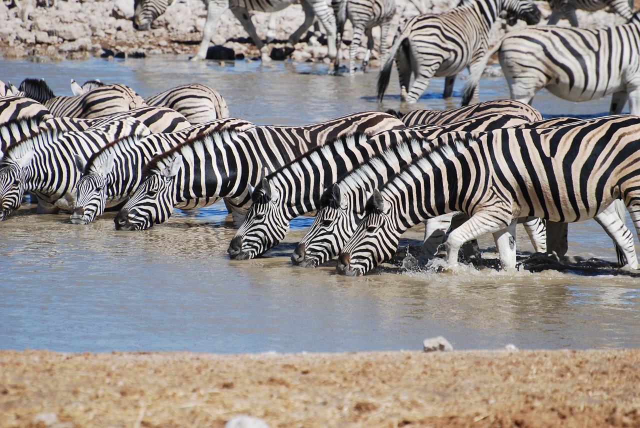 Zebra,  Gerti,  Safari,  Gamta, Nemokamos Nuotraukos,  Nemokama Licenzija