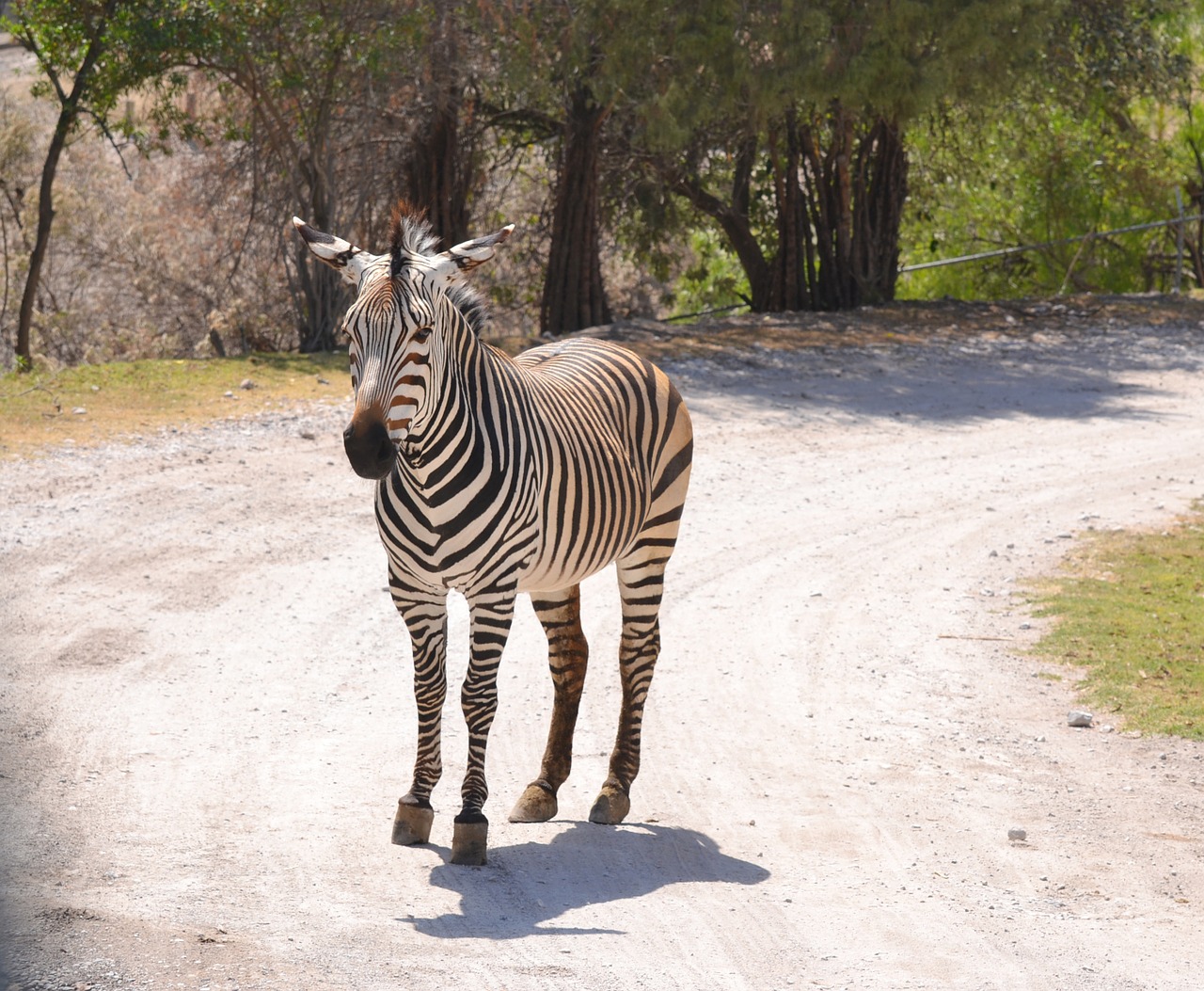 Zebra, Vanduo, Saulė, Žalias, Zoologijos Sodas, Fauna, Gyvūnai, Laukiniai, Gyvūnų Pasaulis, Afrika