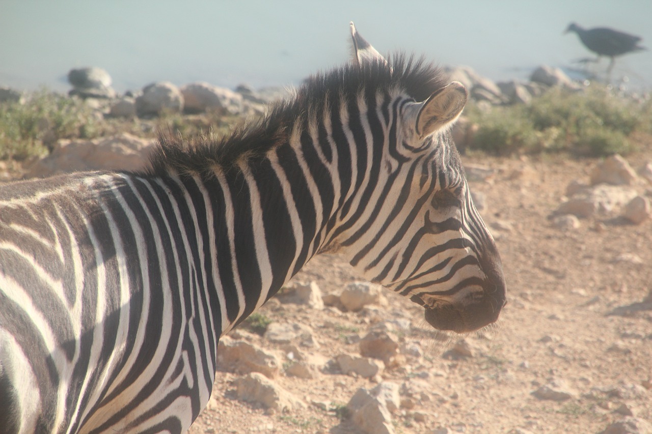 Zebra, Zoologijos Sodas, Gyvūnas, Afrika, Safari, Juoda, Gamta, Meilė, Laukinė Gamta, Laukiniai