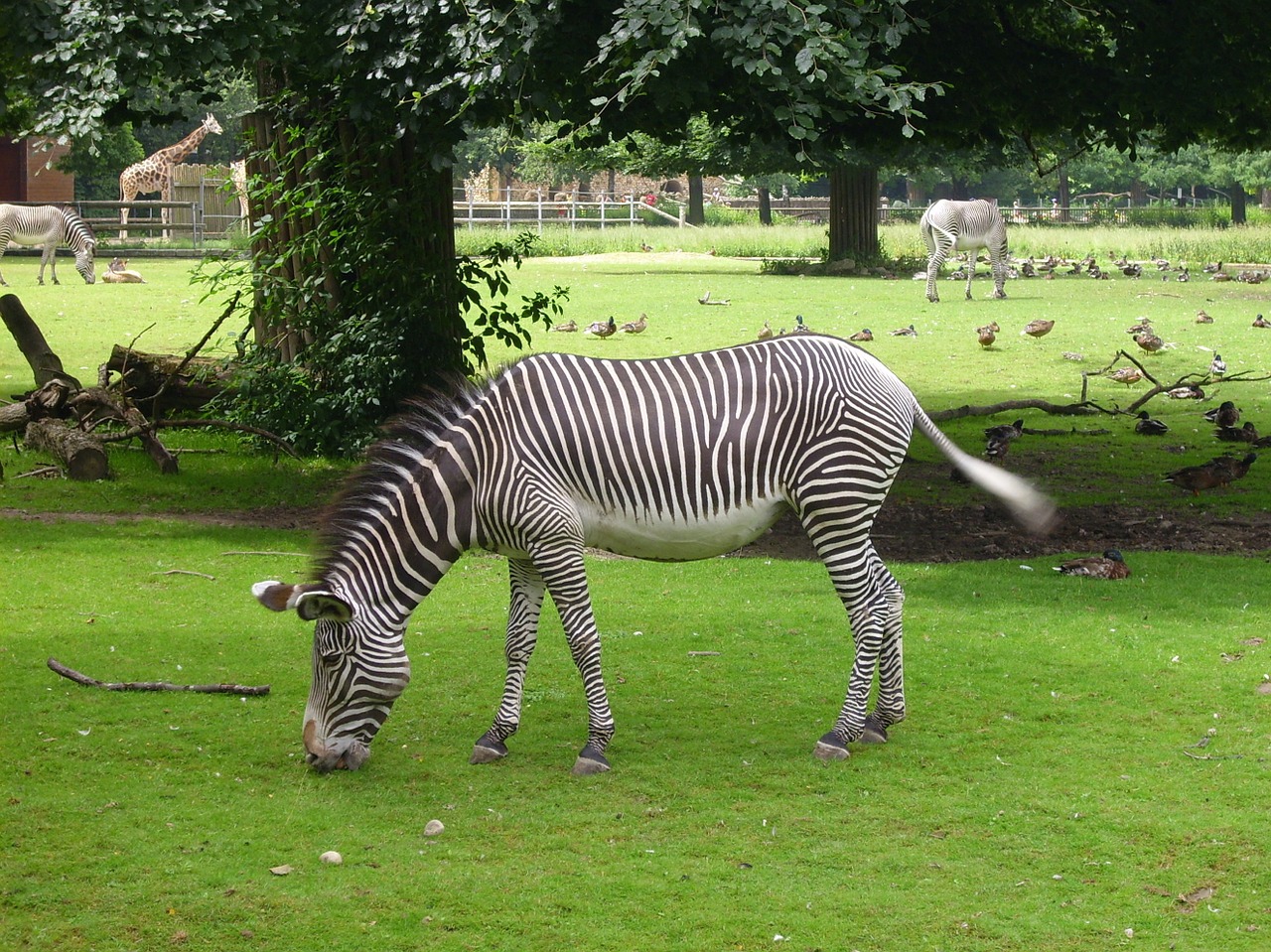 Zebra, Gyvūnas, Dryžuotas, Juoda Ir Balta, Gamta, Zoologijos Sodas, Gyvūnų Pasaulis, Juostelės, Laukiniai, Nemokamos Nuotraukos