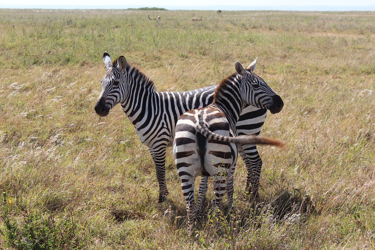 Zebra, Zebras, Du, Dryžuotas, Juoda, Balta, Afrika, Safari, Savana, Gyvūnai