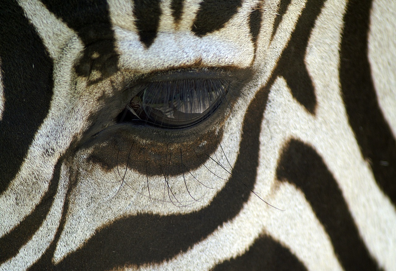 Zebra, Makro, Juoda Ir Balta, Zebra Juostelės, Gyvūnas, Safari, Afrika, Galva, Akis, Nemokamos Nuotraukos