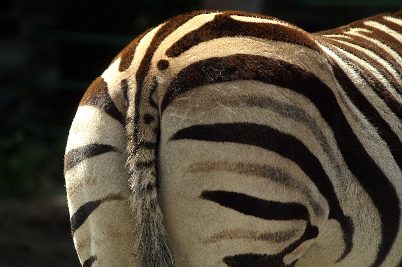 Zebra, Atvirkštinė Pusė, Juoda Ir Balta, Safari, Juostelės, Nemokamos Nuotraukos,  Nemokama Licenzija