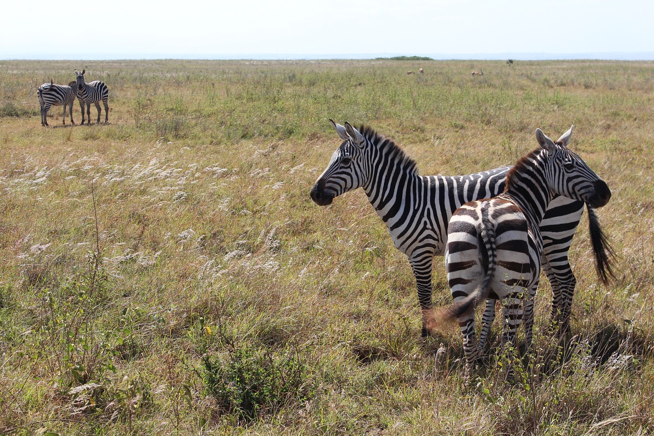 Zebra,  Savana,  Nairobio Nacionalinis Parkas,  Zebras,  Afrika,  Du,  Juoda Balta,  Safari,  Dryžuotas,  Laukinė Gamta