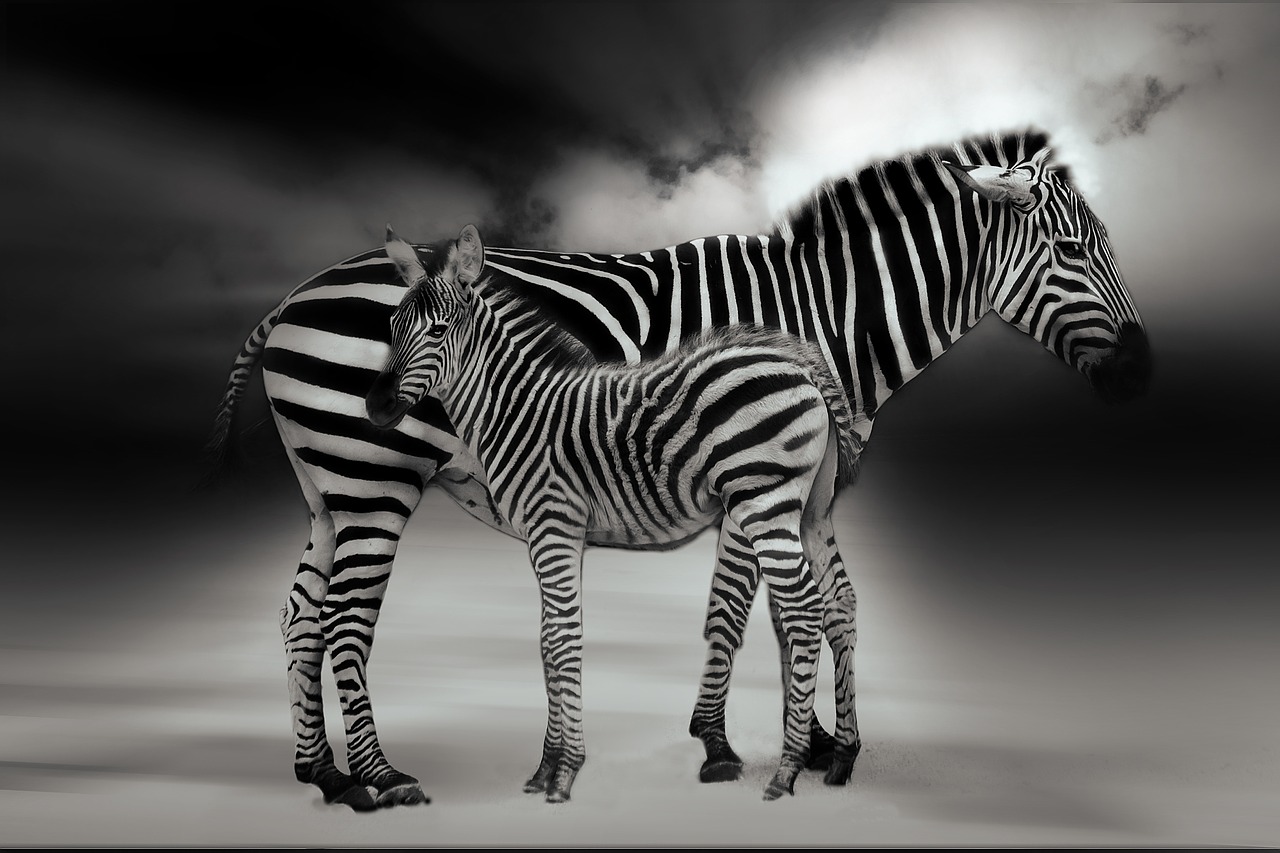 Zebra,  Gyvūnas,  Afrika,  Dryžuotas,  Safari,  Juoda Ir Balta,  Gamta,  Pėsčiųjų Perėja,  Gyvūnų Pasaulis,  Laukinis Gyvūnas