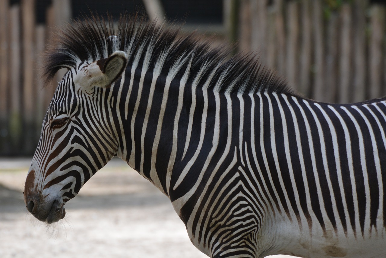 Zebra, Gyvūnas, Žinduolis, Juostelės, Juoda Balta, Nemokamos Nuotraukos,  Nemokama Licenzija