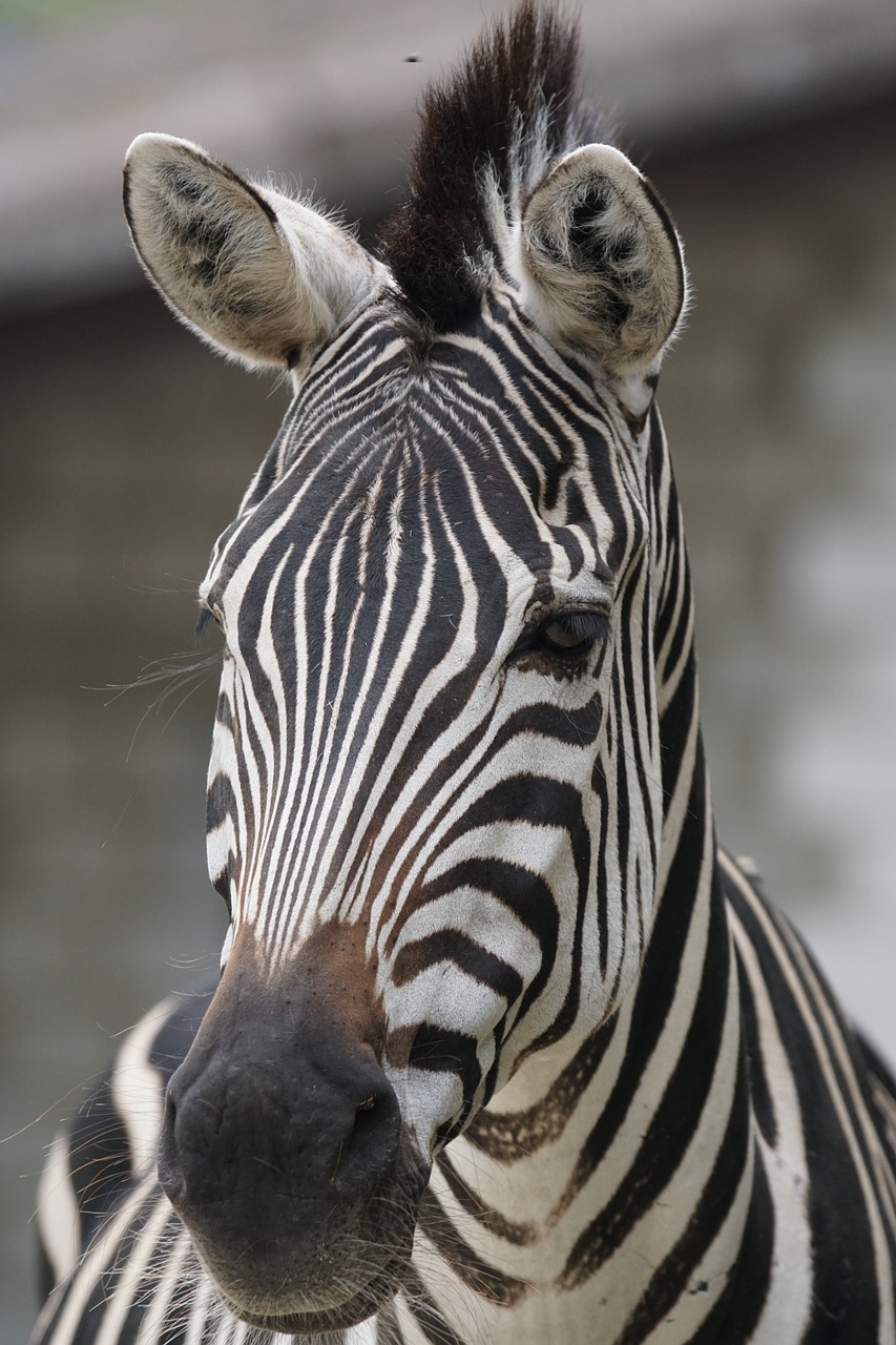 Zebra, Afrika, Dryžuotas, Nemokamos Nuotraukos,  Nemokama Licenzija