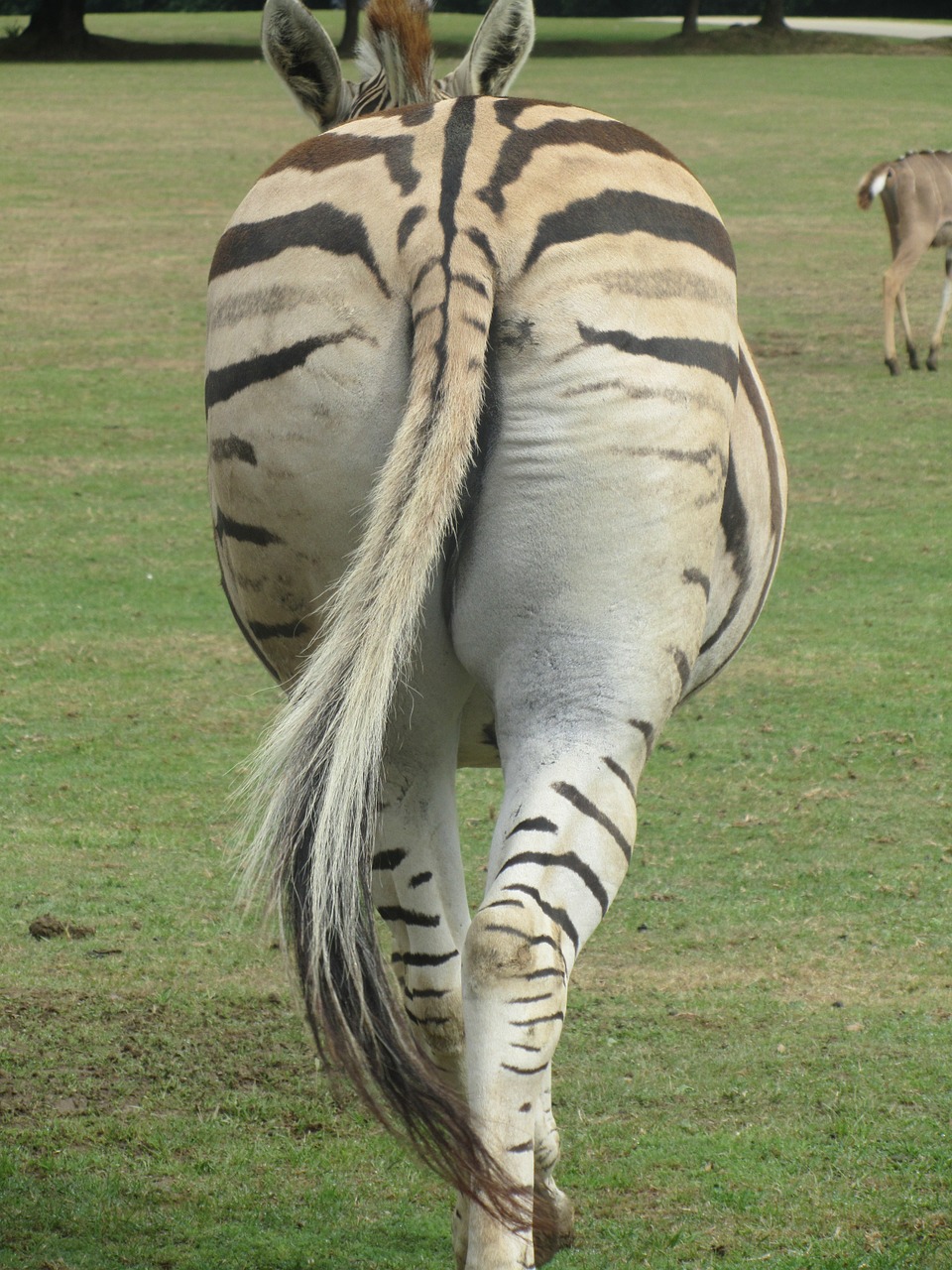 Zebra, Už Uodega, Nemokamos Nuotraukos,  Nemokama Licenzija