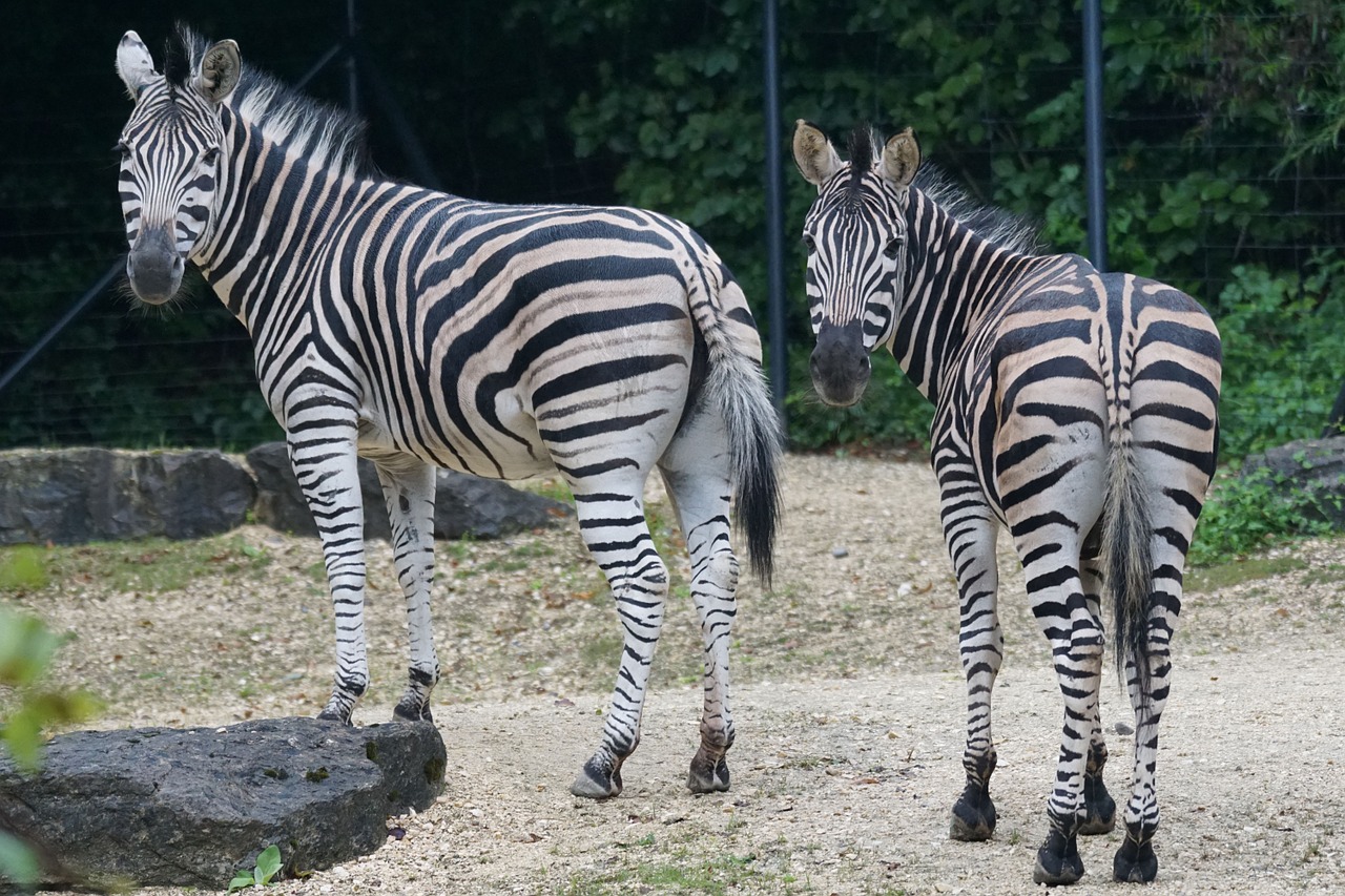 Zebra, Afrika, Juoda Ir Balta, Nemokamos Nuotraukos,  Nemokama Licenzija