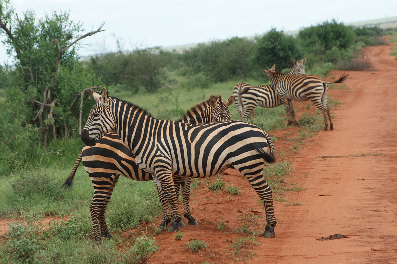 Zebras, Gyvūnas, Afrika, Laukiniai, Gamta, Nemokamos Nuotraukos,  Nemokama Licenzija