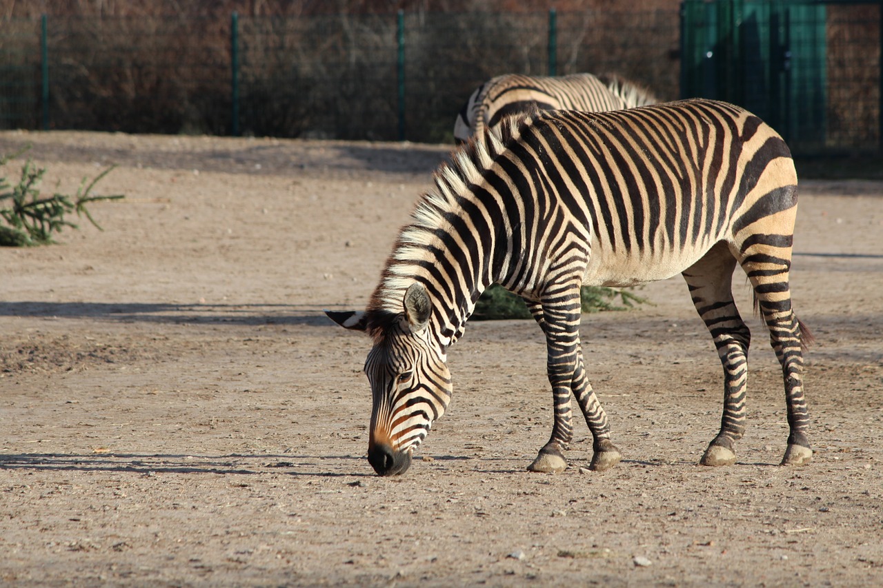 Zebra, Gyvūnas, Zoologijos Sodas, Nemokamos Nuotraukos,  Nemokama Licenzija