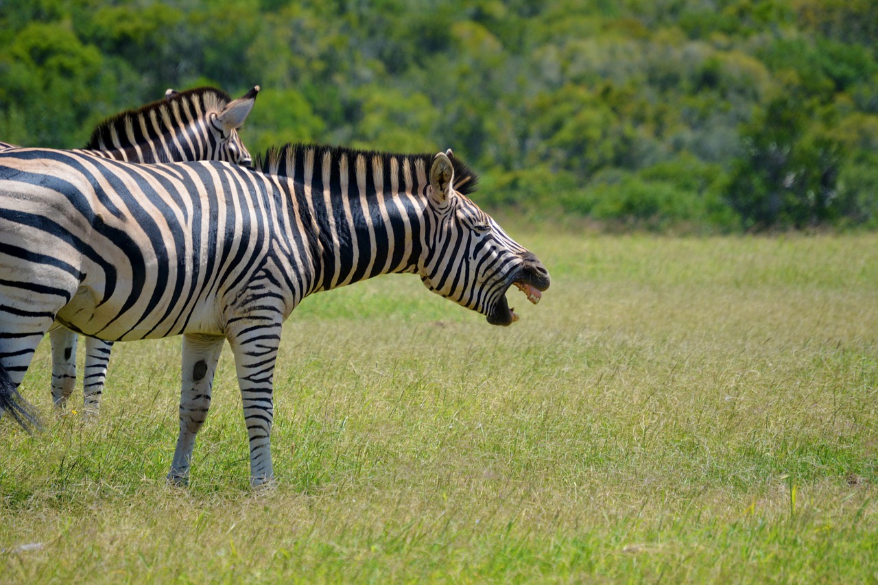 Zebra, Juokiasi, Gyvūnas, Laukinė Gamta, Laukiniai, Afrika, Pietų Afrika, Atostogos, Laukiniai Gyvūnai, Kelionė