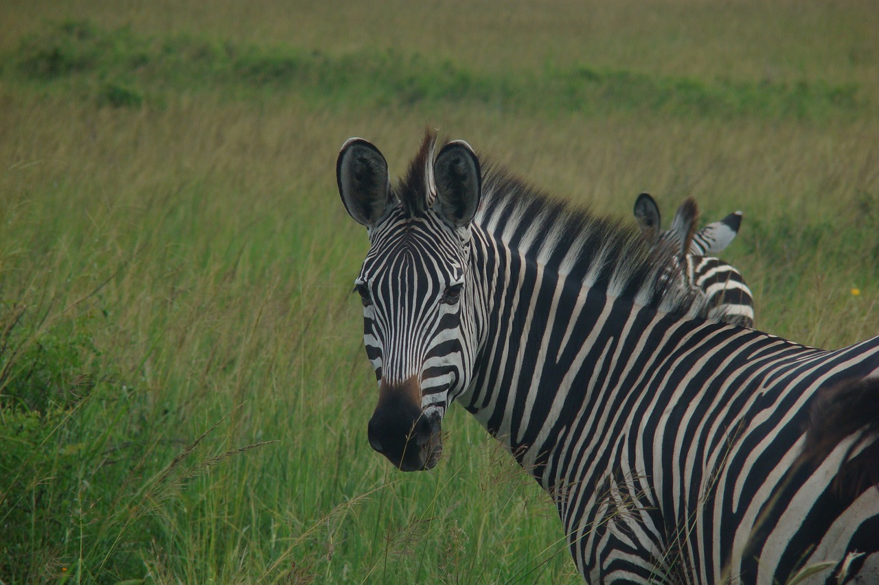 Zebra, Tanzanija, Gyvūnas, Laukinis Gyvūnas, Gyvūnų Pasaulis, Afrika, Safari, Laukiniai, Laukinė Gamta, Nemokamos Nuotraukos