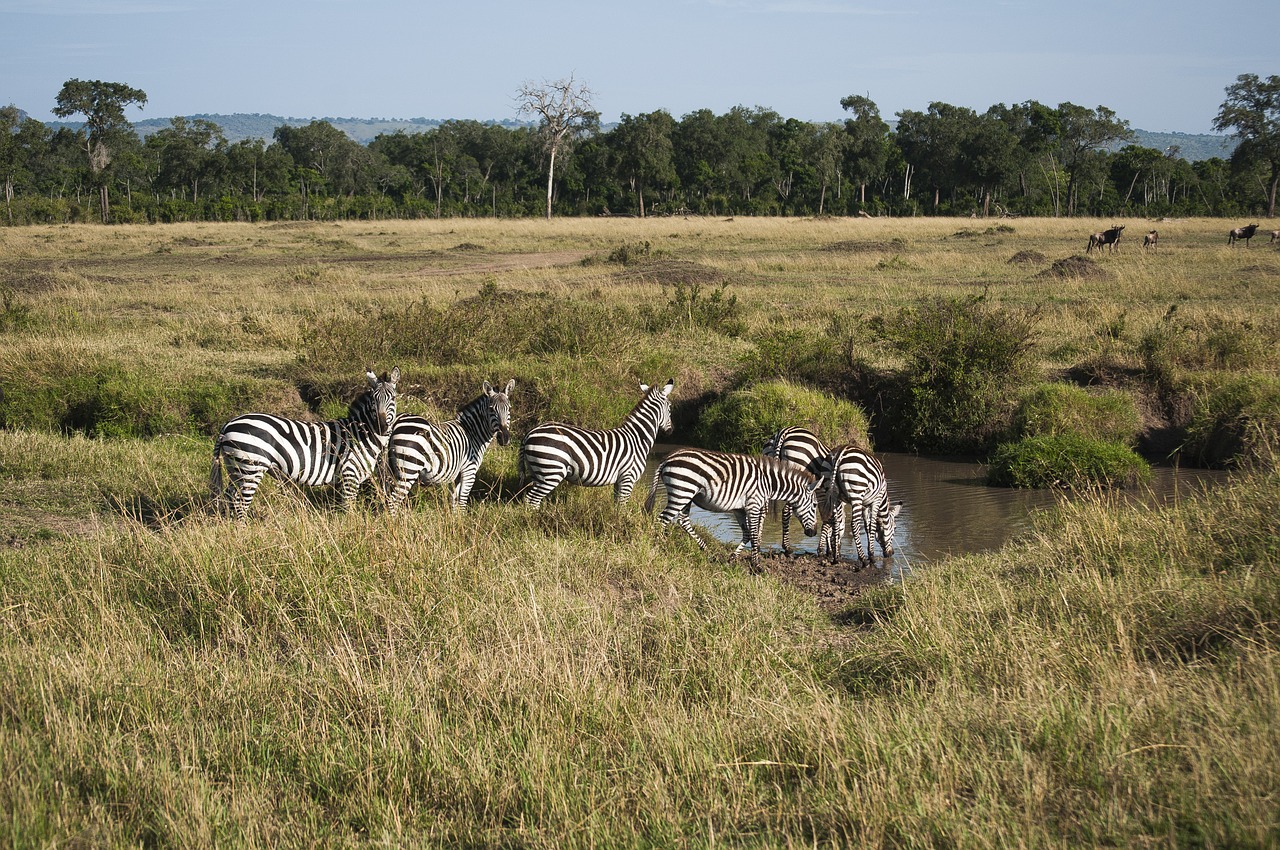 Zebra, Žinduolis, Laukinė Gamta, Afrika, Gamta, Laukiniai, Safari, Gyvūnas, Modelis, Dryžuotas