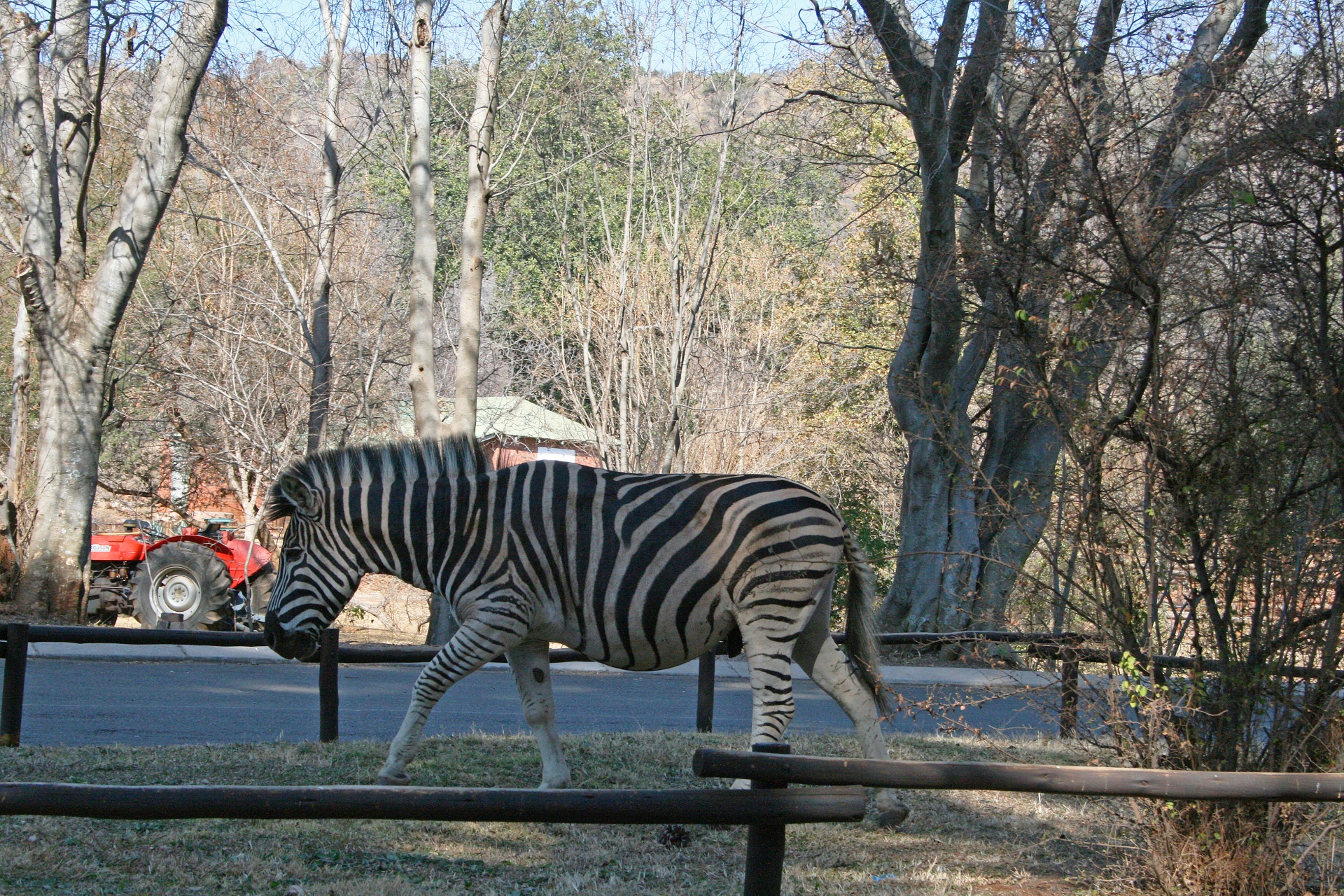 Zebra,  Gyvūnas,  Laukinė Gamta,  Žaidimas & Nbsp,  Rezervas,  Gamta,  Medžiai,  Zebra Ne Groenkloof Iškylą Vietoje, Nemokamos Nuotraukos,  Nemokama Licenzija